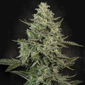 Mendo Crème > Paradise seeds